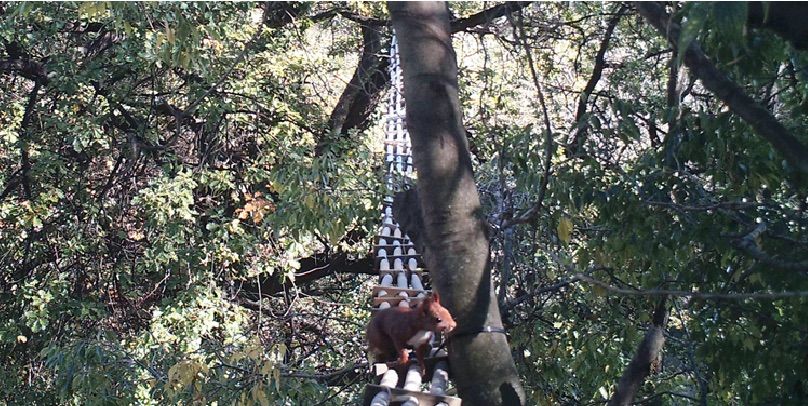 Malgrat no ser una espècie autòctona, el barri es caracteritza pels esquirols FOTO: EMD Bellaterra