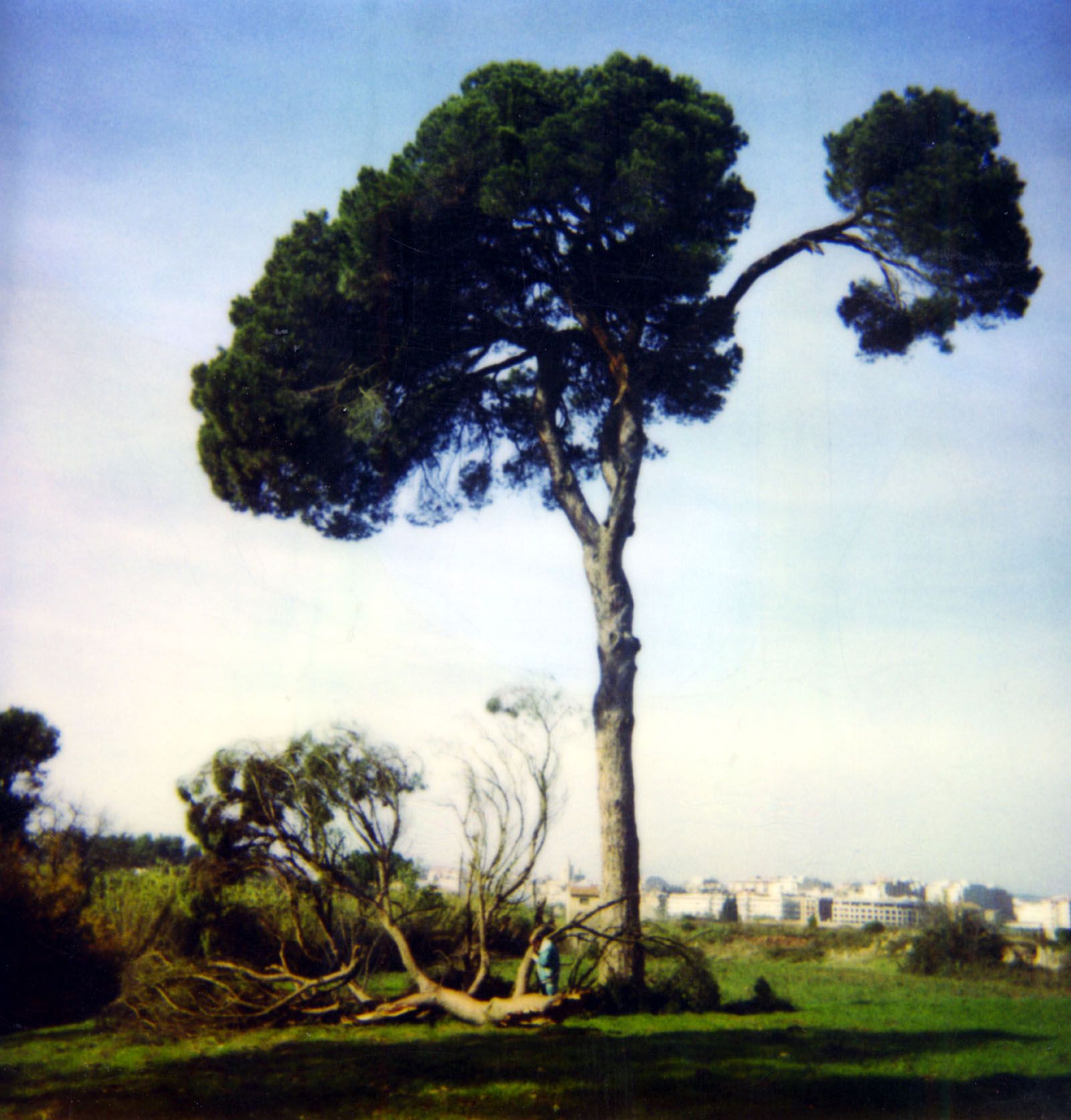 Branca trencada del Pi d'en Xandri (1994) FOTO: Arxiu Municipal