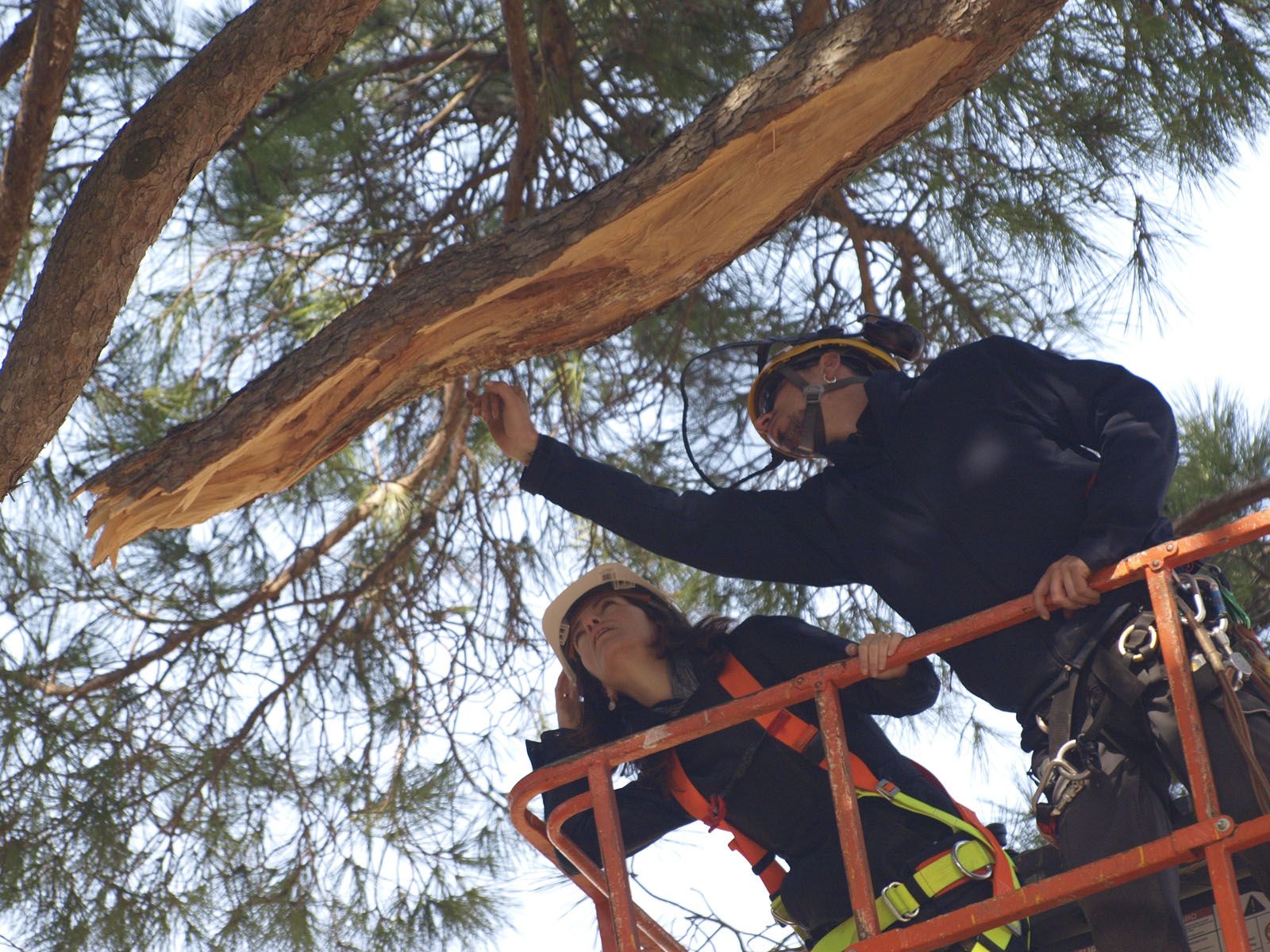 Control periòdic del Pi FOTO: Artur Ribera