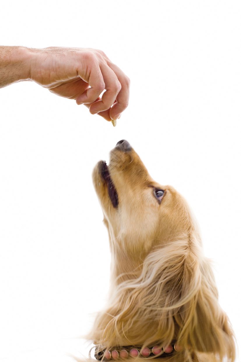 Els gossos poden olorar el que li passa al nostre organisme