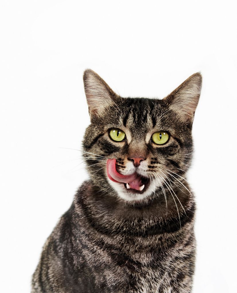 Les gates domèstiques poden entrar en zel en qualsevol moment de l'any