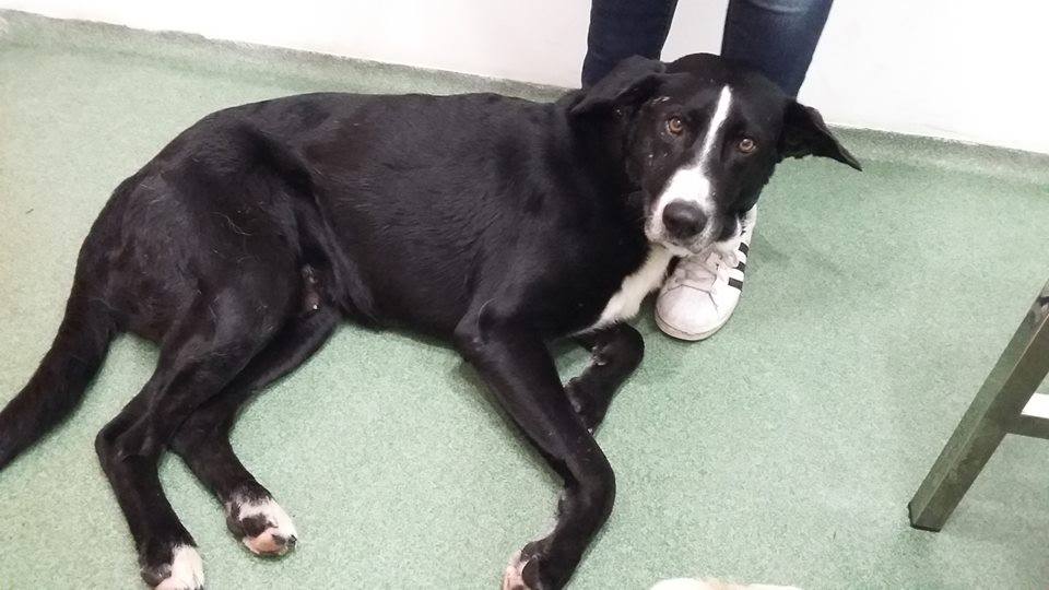 Un dels gossos trobats FOTO: Cedida