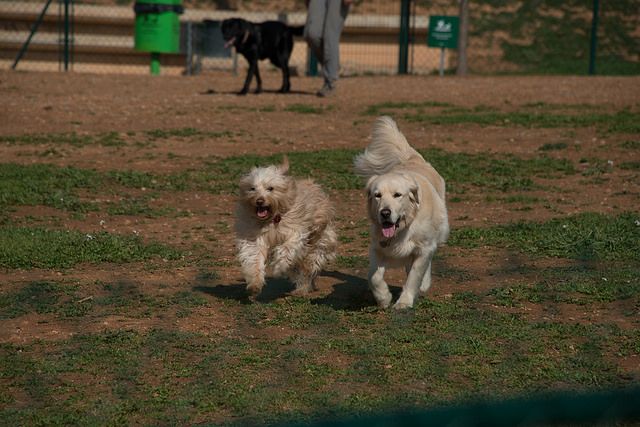 La nova ordenança de tinença d'animals vol millorar la convivència entre els veïns FOTO: Localpres