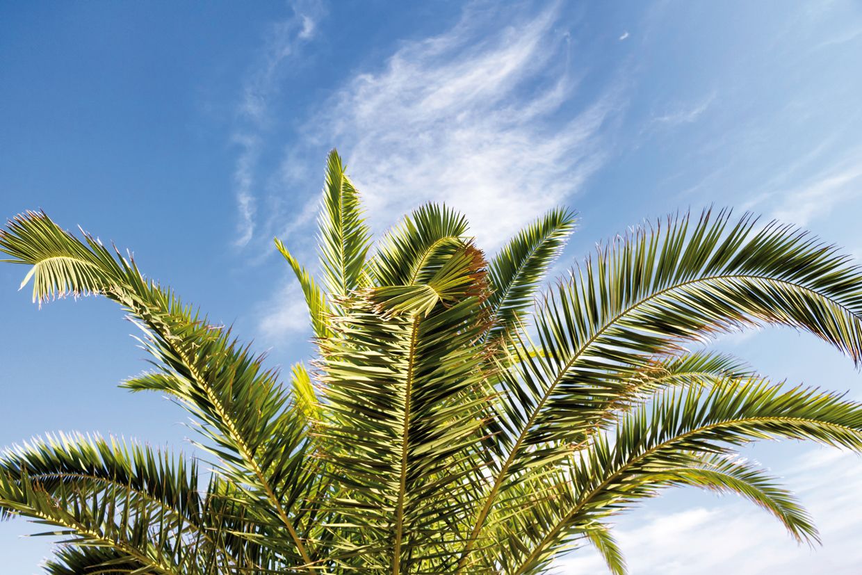 Si la fulla central es pot treure és que la palmera no està sana