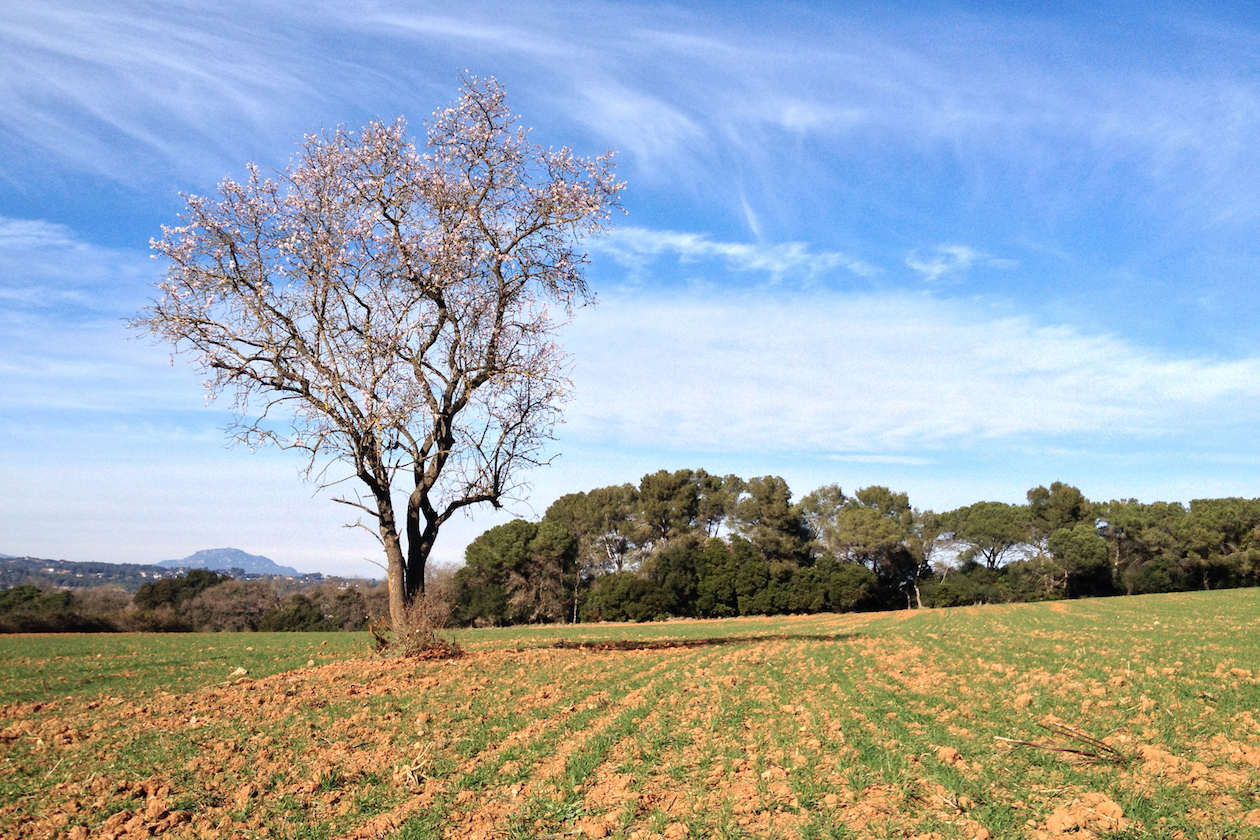 L'àmbit de Torre Negra està format per 167 hectàrees FOTO: Artur Ribera