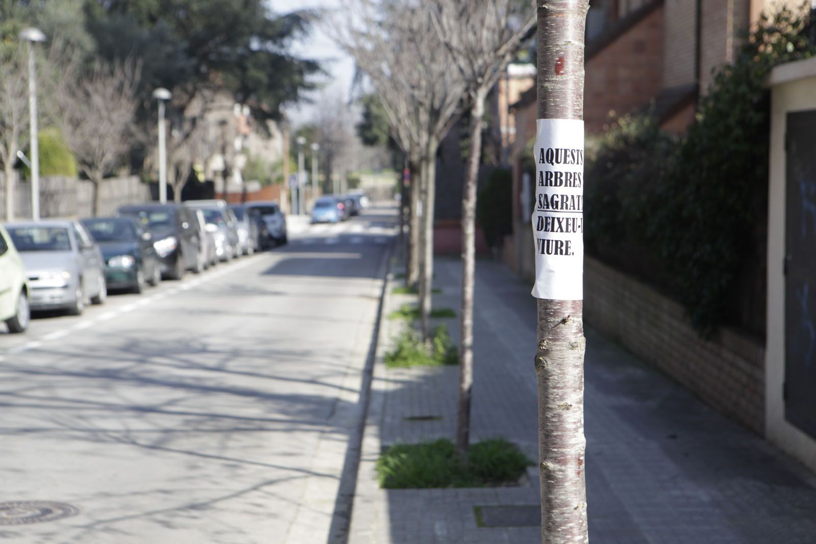 Veïns del carrer Sant Eduard demanen a l'Ajuntament que respecti els arbres del barri FOTO: A. Ribera 