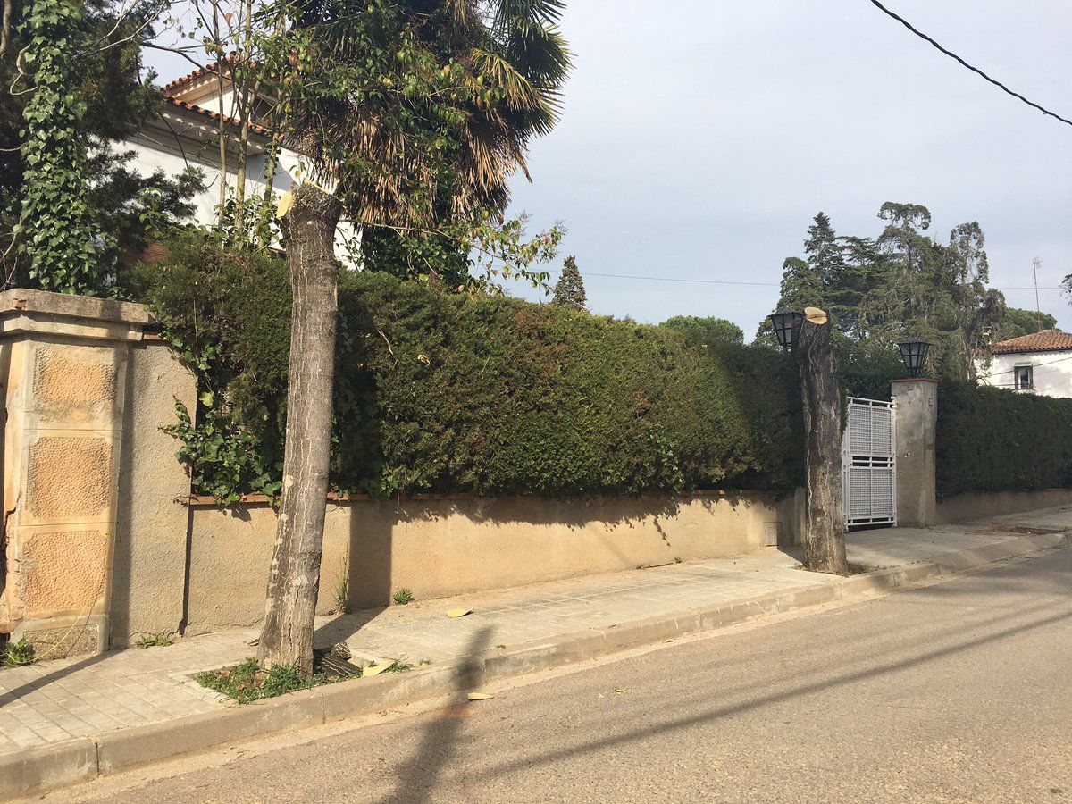 Imatge dels ailants tal·lats a l'avingunda de Vall d'Or a Valldoreix FOTO: EMD de Valldoreix