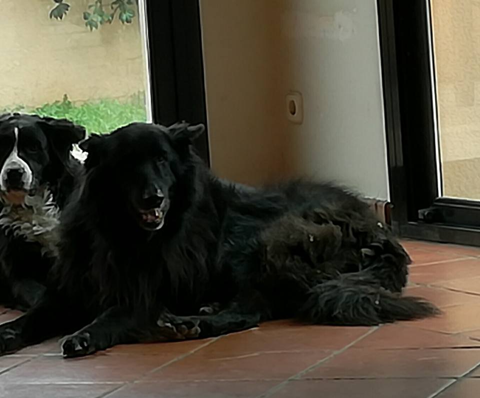 La gossa, que es diu Akyra, va caure en un pou