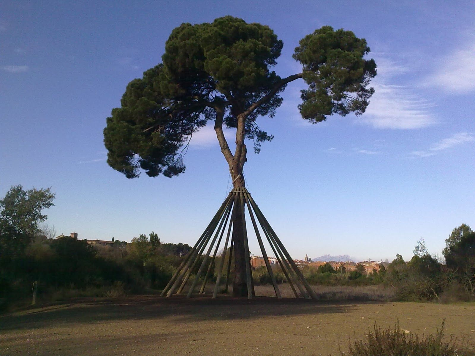 Foto actual del Pi d'en Xandri FOTO: Artur Ribera 