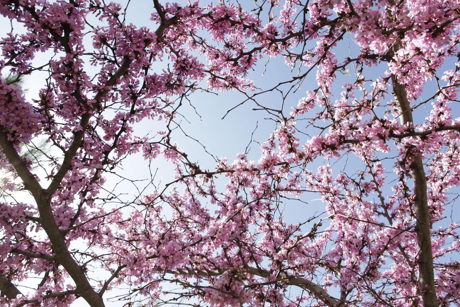 Ja és primavera a Sant Cugat FOTO: Artur Ribera