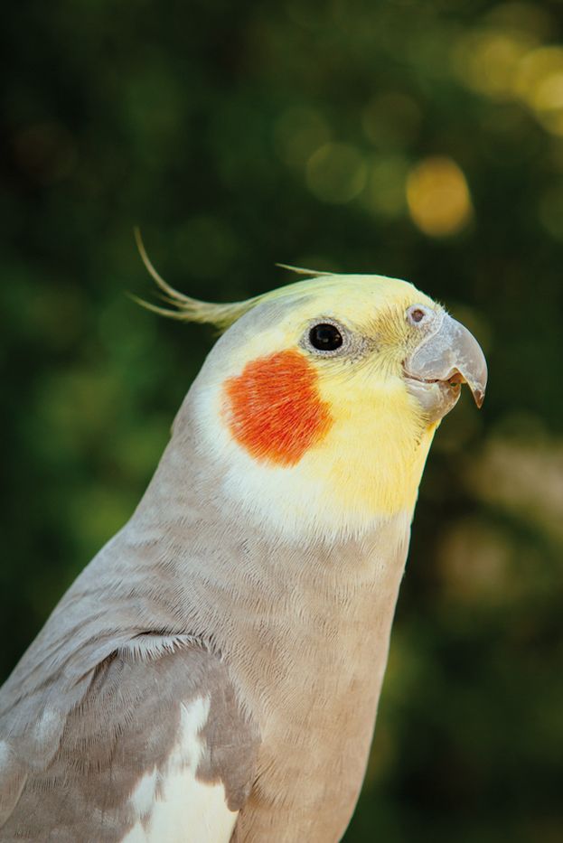 Poden emetre petites melodies o dir paraules 