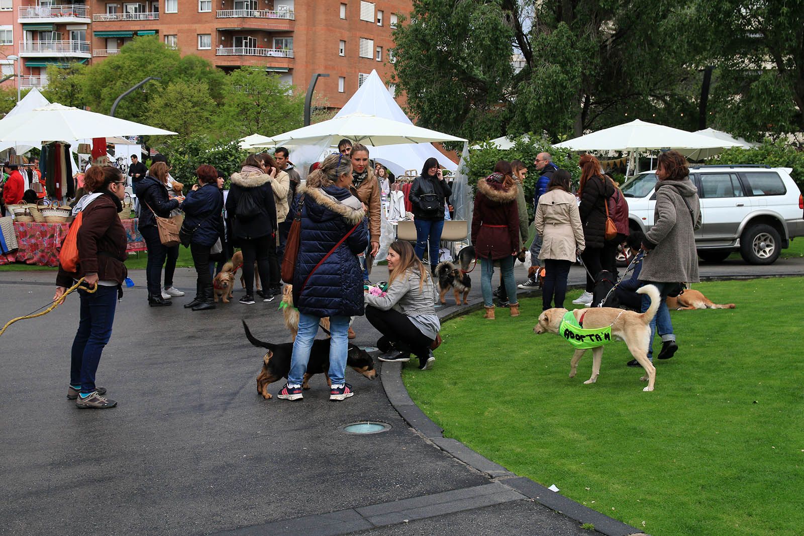 Desfilada de gossos en adopció. Foto: Lali Álvarez