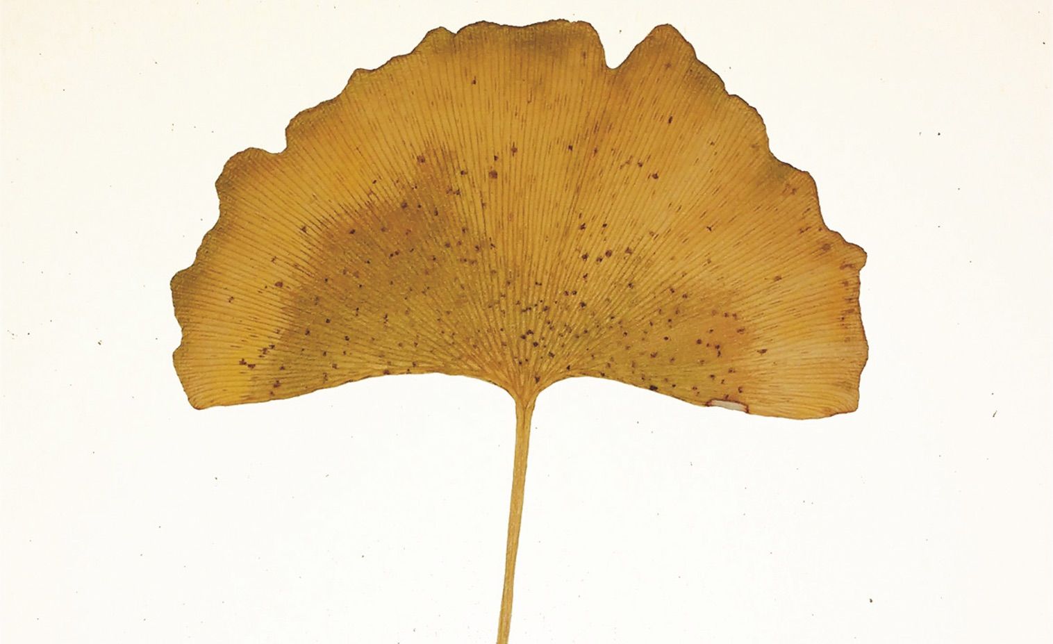 La fulla del ginkgo té dos lòbuls i a la tardor es torna daurada i cau, ja que és una espècie caducifòlia FOTO: Enric Ortega