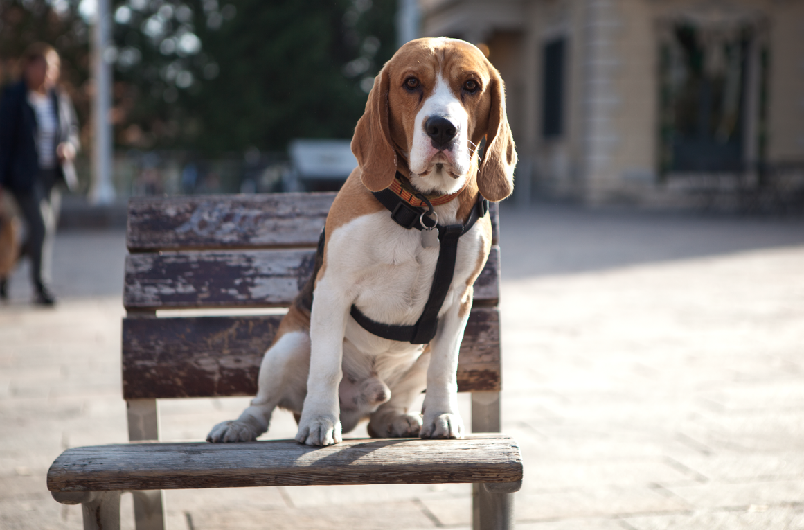 Un gos per Sant Cugat FOTO: Artur Ribera