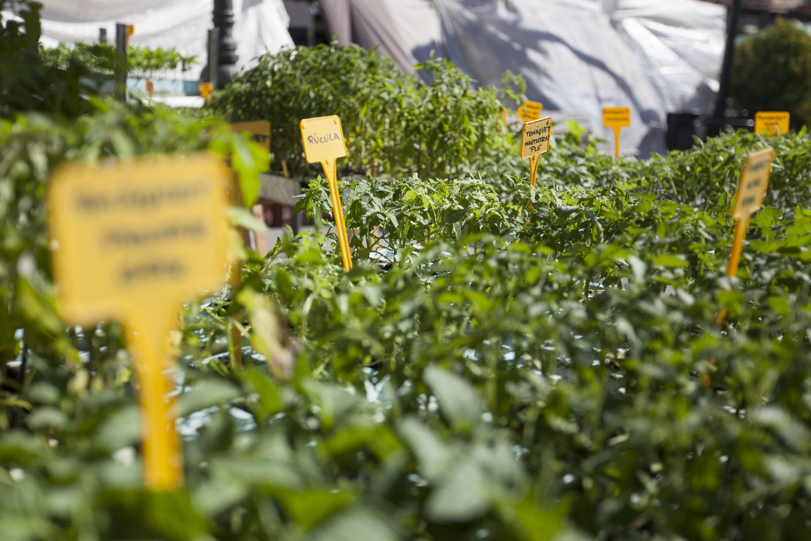 Dia de Mercat de Pagès. FOTO: Lali Puig