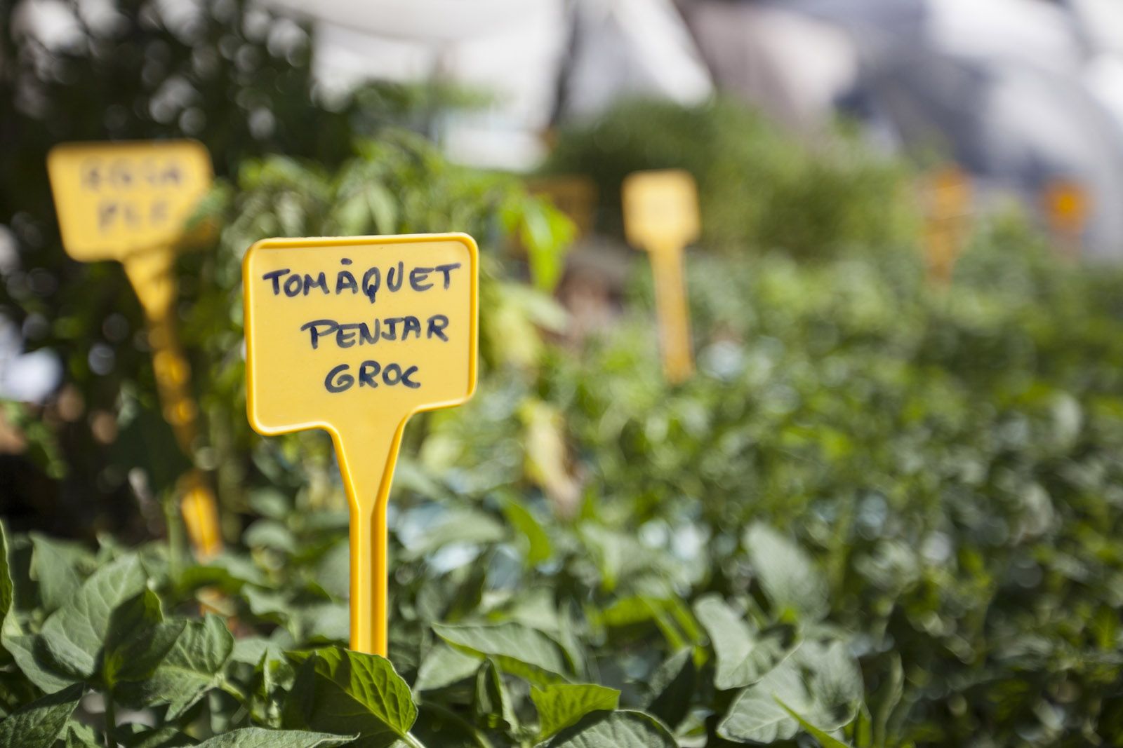 Mercat de Pagès a la Pl. de Sant Pere i Carrer Major. FOTOS: Lali Puig
