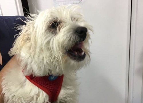 El gos es va trobar la nit del 14 d'abril  FOTO: Cedida