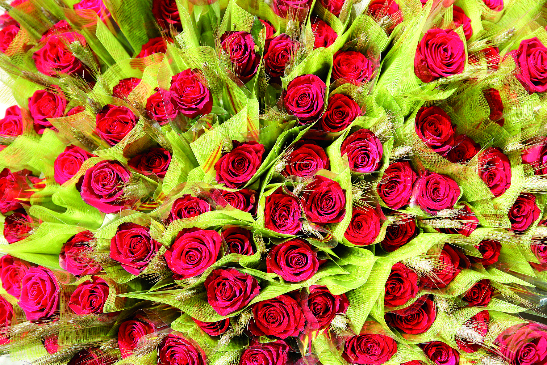 La rosa, un dels regals tradicionals del 23 d'abril FOTO: Artur Ribera