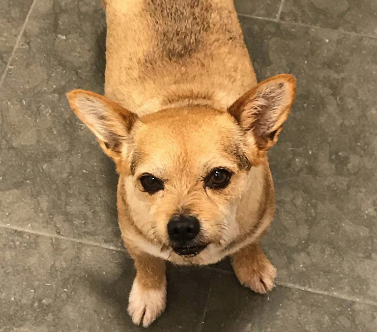 Imatge del Gordon FOTO: Cedida 