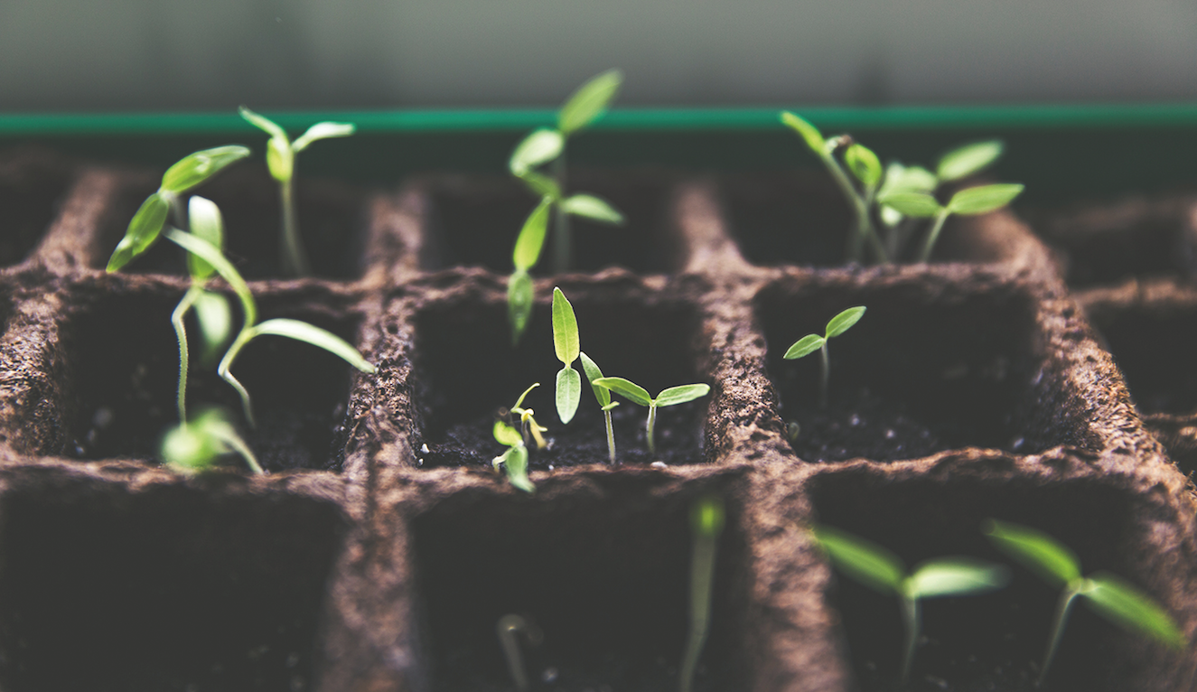 Un hort urbà de cultiu ecològic gestionat pels santcugatencs. FOTO: cedida