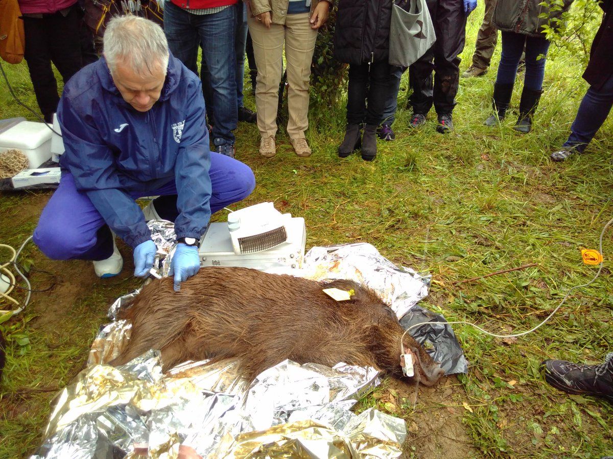 Un dels tècnics posant la vacuna anticonceptiva a un senglar FOTO: Diputació de Barcelona