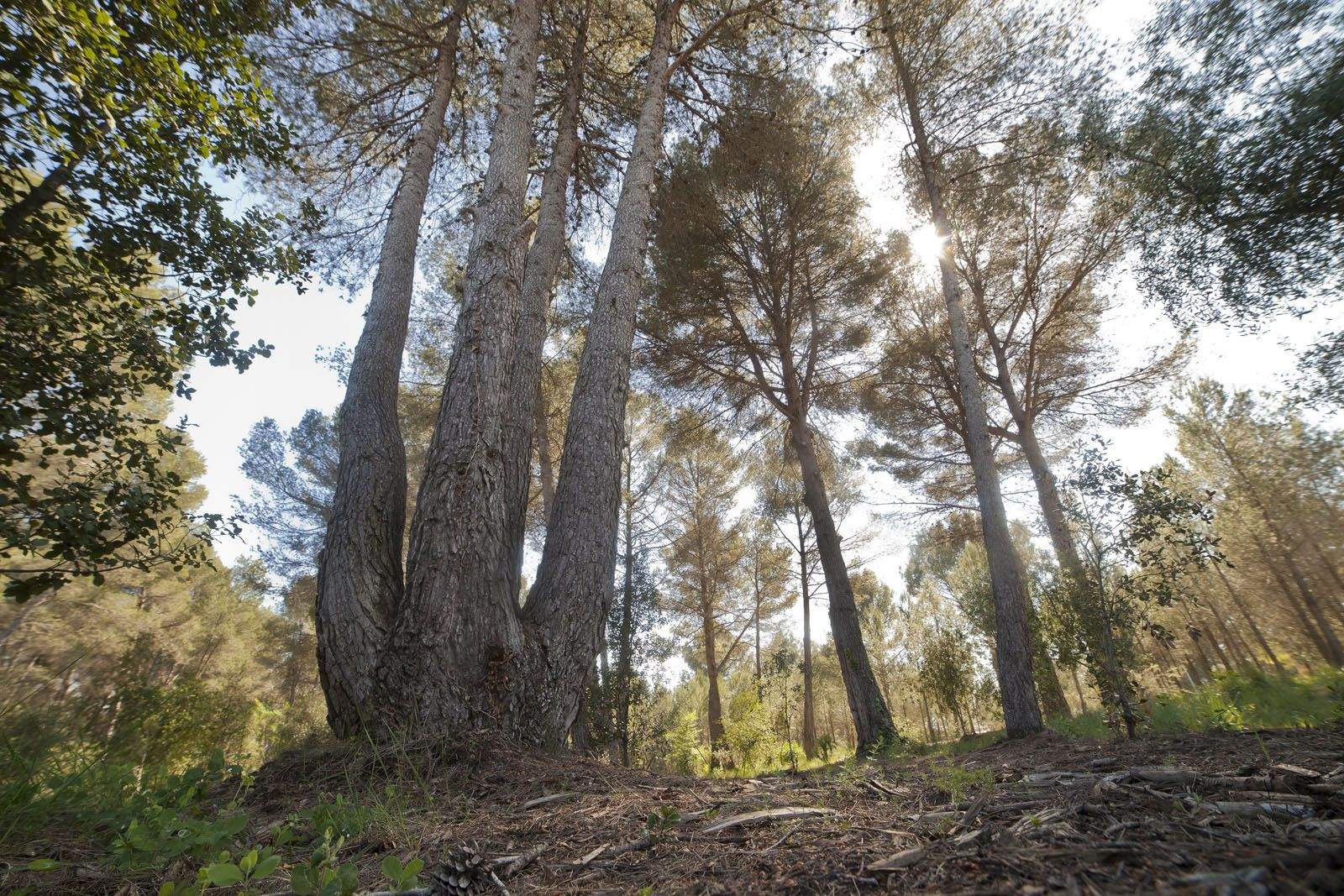 Quatre branques (Volpelleres) FOTO: Artur Ribera