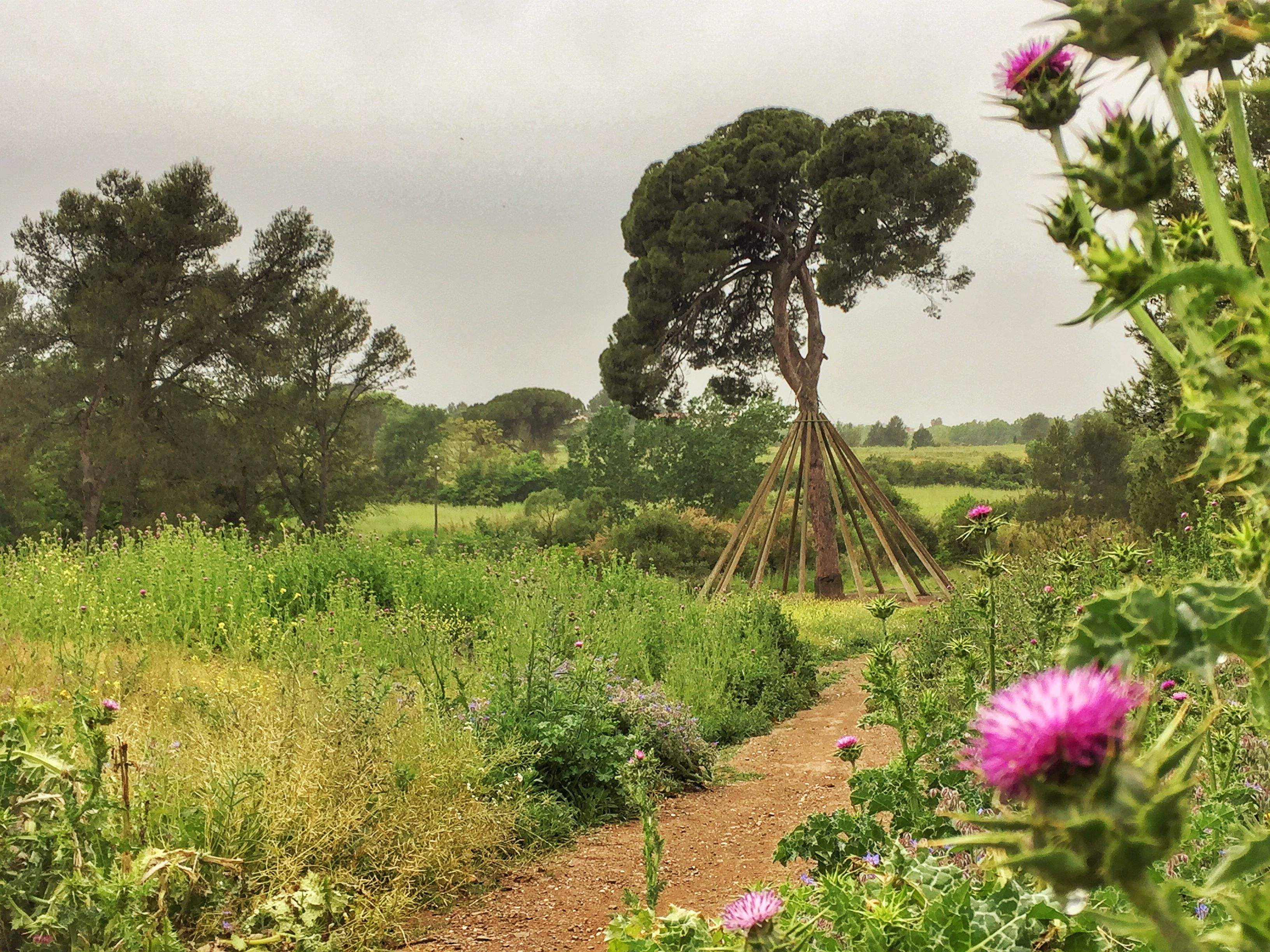 Parc Natural de Collserola FOTO: cedida