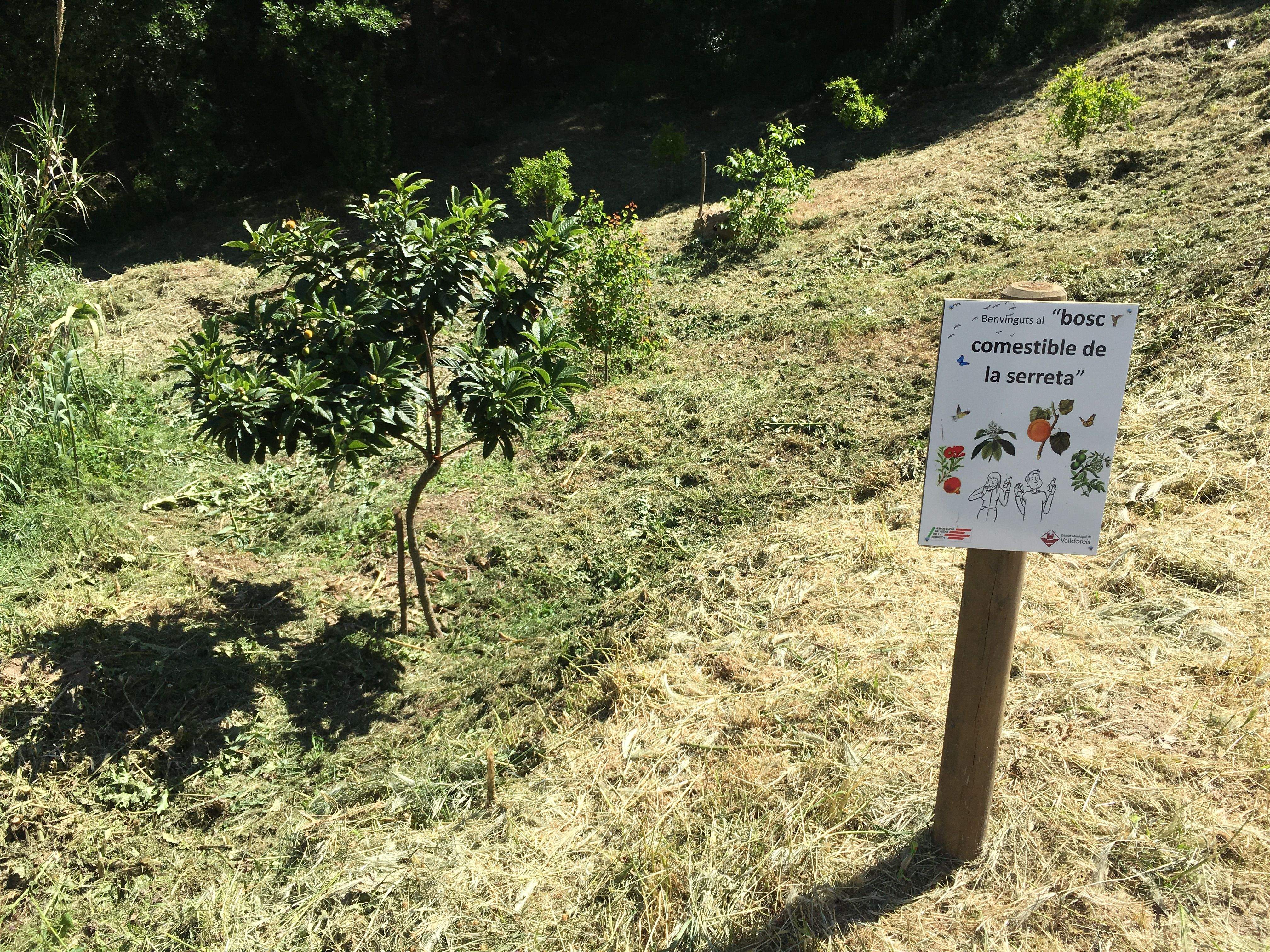 Actualment, hi ha una trentena d'arbres fruiters FOTO: EMD Valldoreix