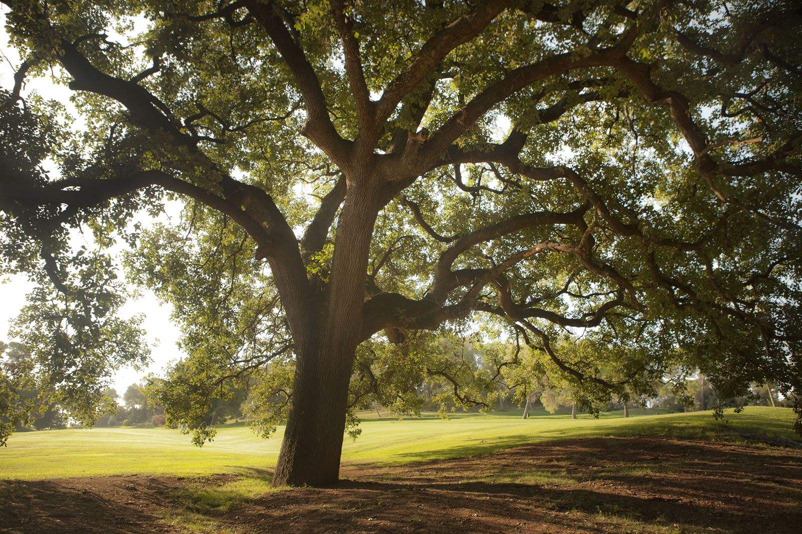 Roure gros del camp de golf FOTOS: Artur Ribera