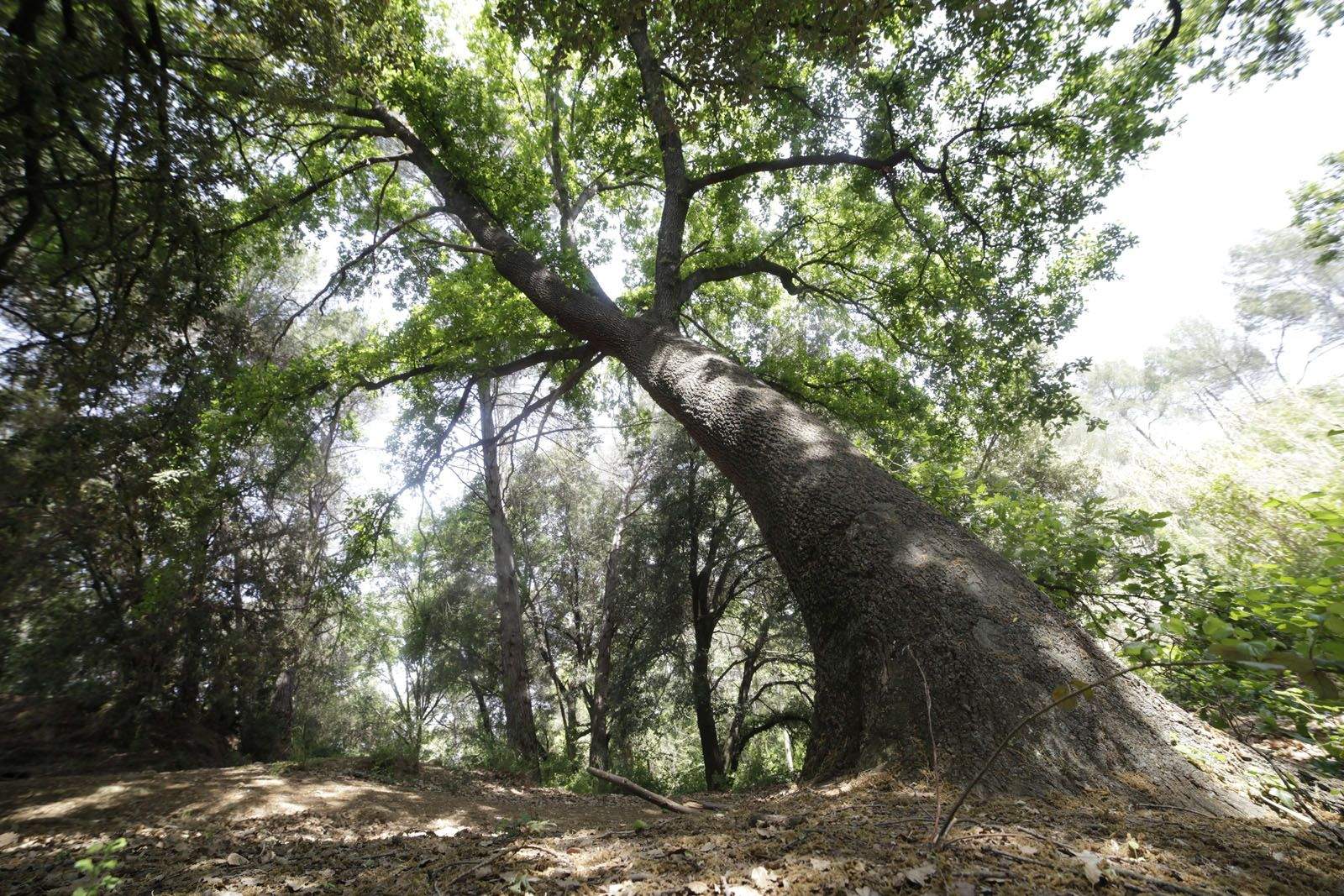 Roure del Passeig del Tossal, Valldoreix FOTO: Artur Ribera