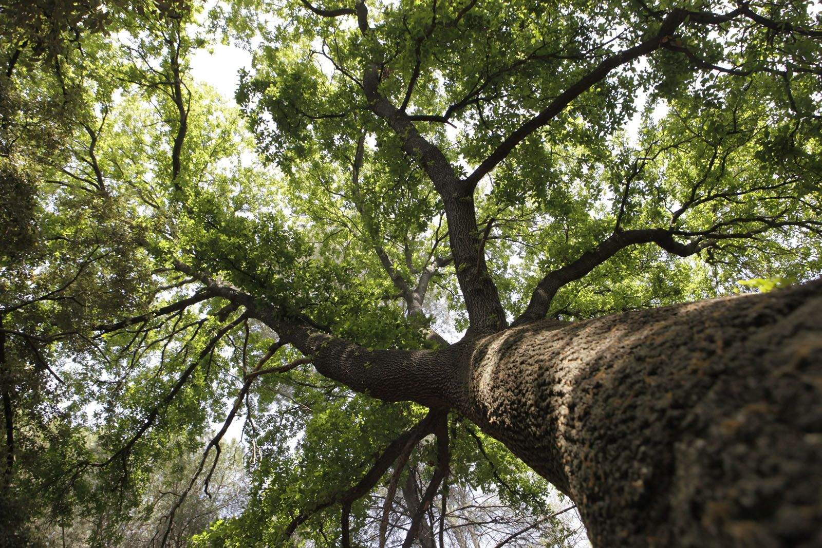 Roure del Passeig del Tossal, Valldoreix FOTO: Artur Ribera