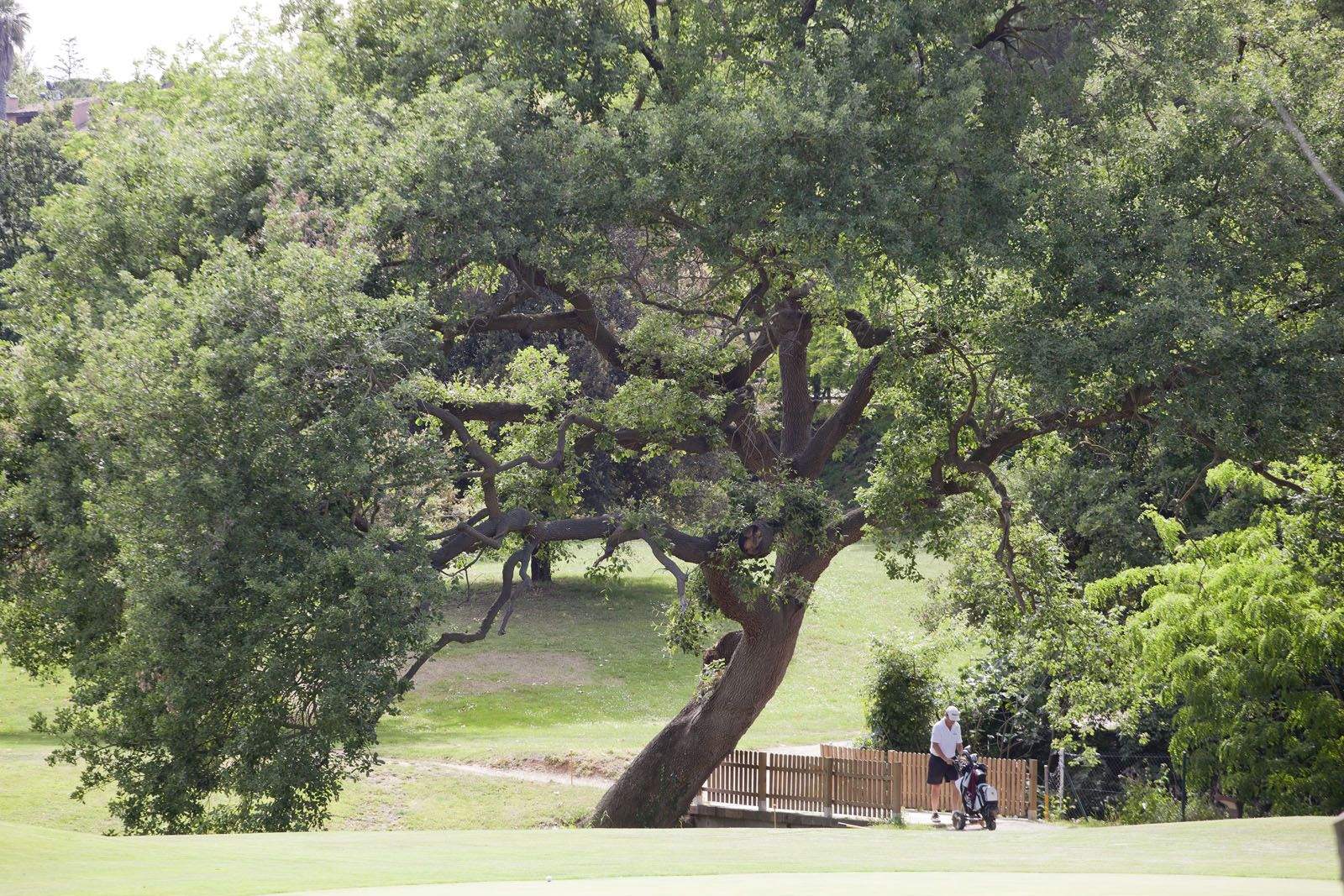 Roure del Torrent de Saladrigues del camp de golf FOTO: Artur Ribera