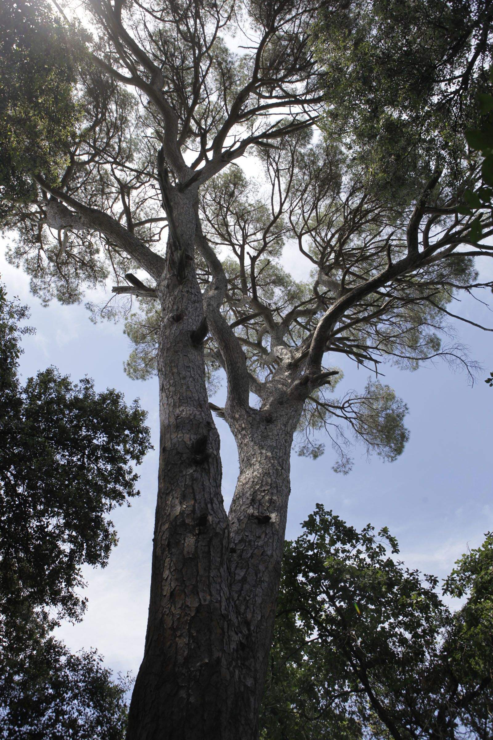 Pi d'entre Termes, Can Calders FOTO: Artur Ribera