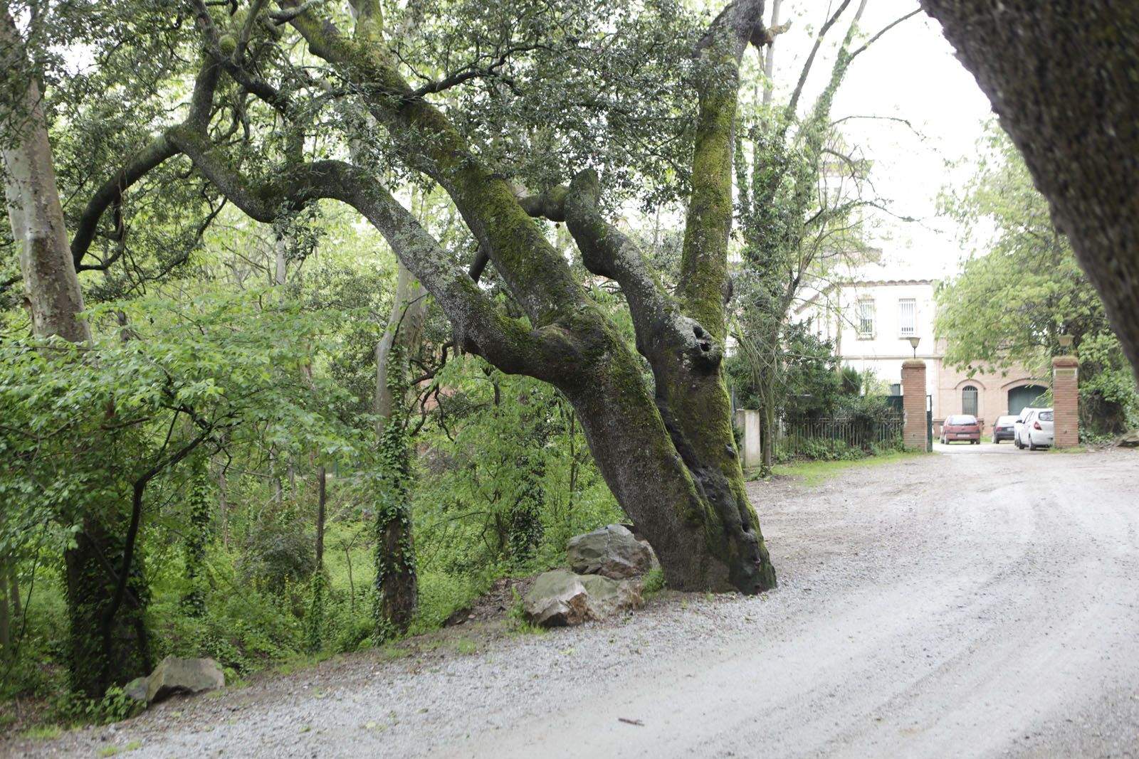 Alzina Torta del Camí de Sant Medir FOTO: Artur Ribera