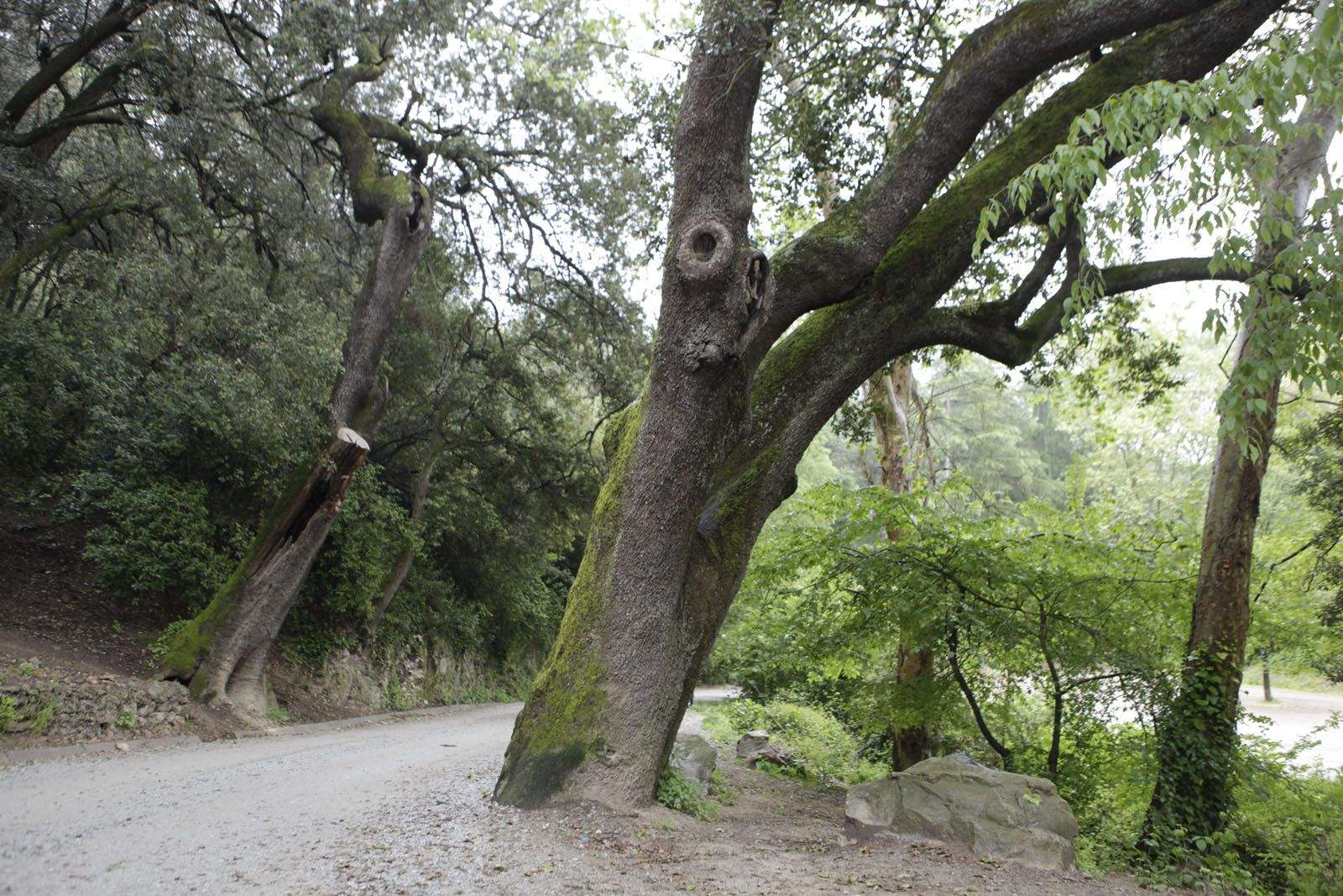 Alzina Torta del Camí de Sant Medir FOTO: Artur Ribera