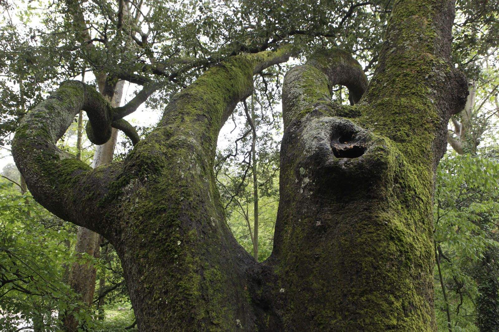 Alzina Torta del Camí de Sant Medir FOTO: Artur Ribera