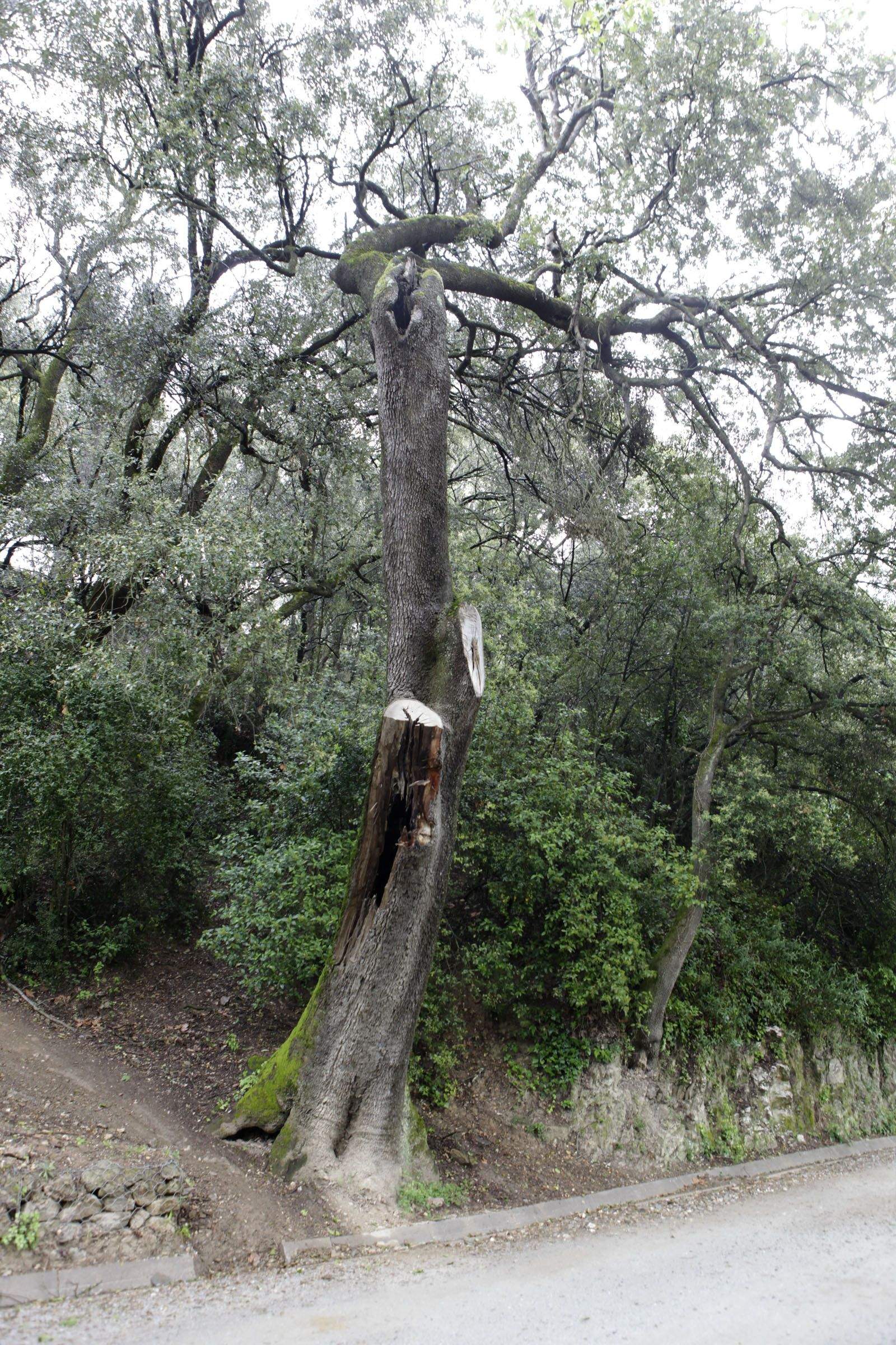 Alzina Dreta del Camí de Sant Medir FOTO: Artur Ribera