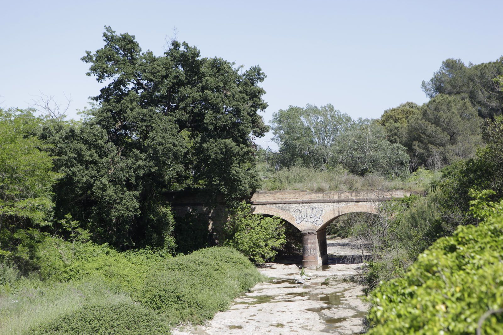 Roure del Pont de Ca n'Ubach, entre Mira-Sol i Rubí FOTO: Artur Ribera
