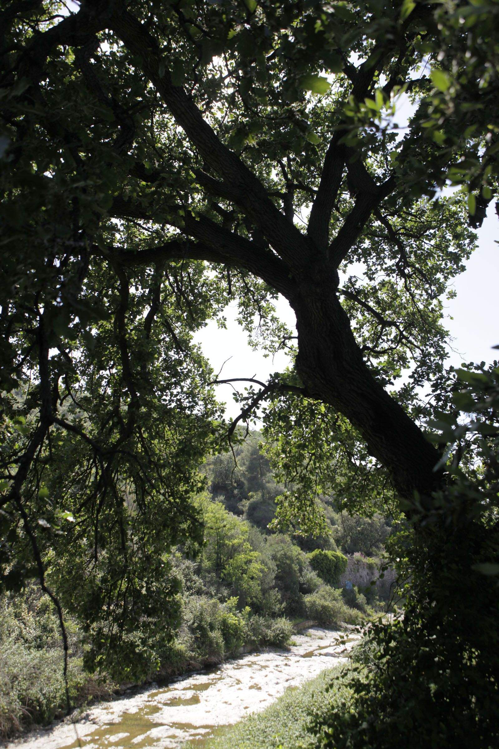 Roure del Pont de Ca n'Ubach, entre Mira-Sol i Rubí FOTO: Artur Ribera