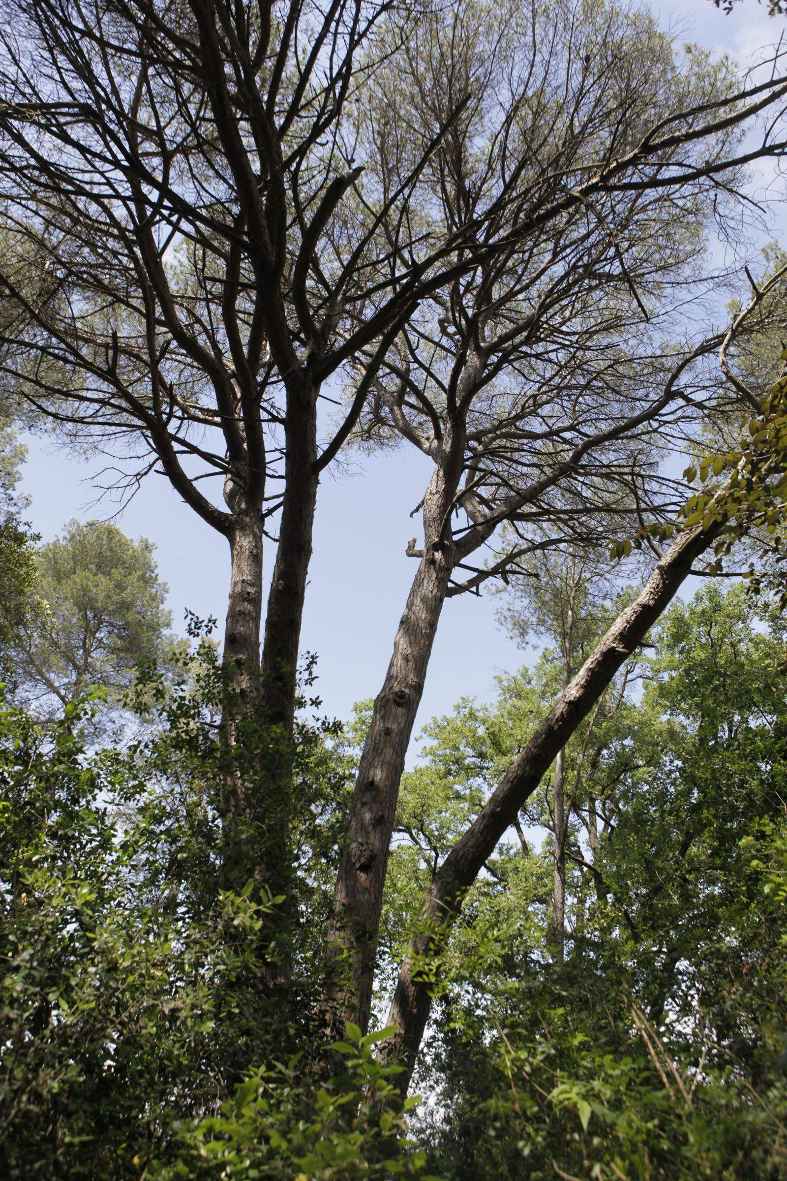 Pi de les Quatre Branques o Quatre Braços, Torre Negra FOTO: Artur Ribera