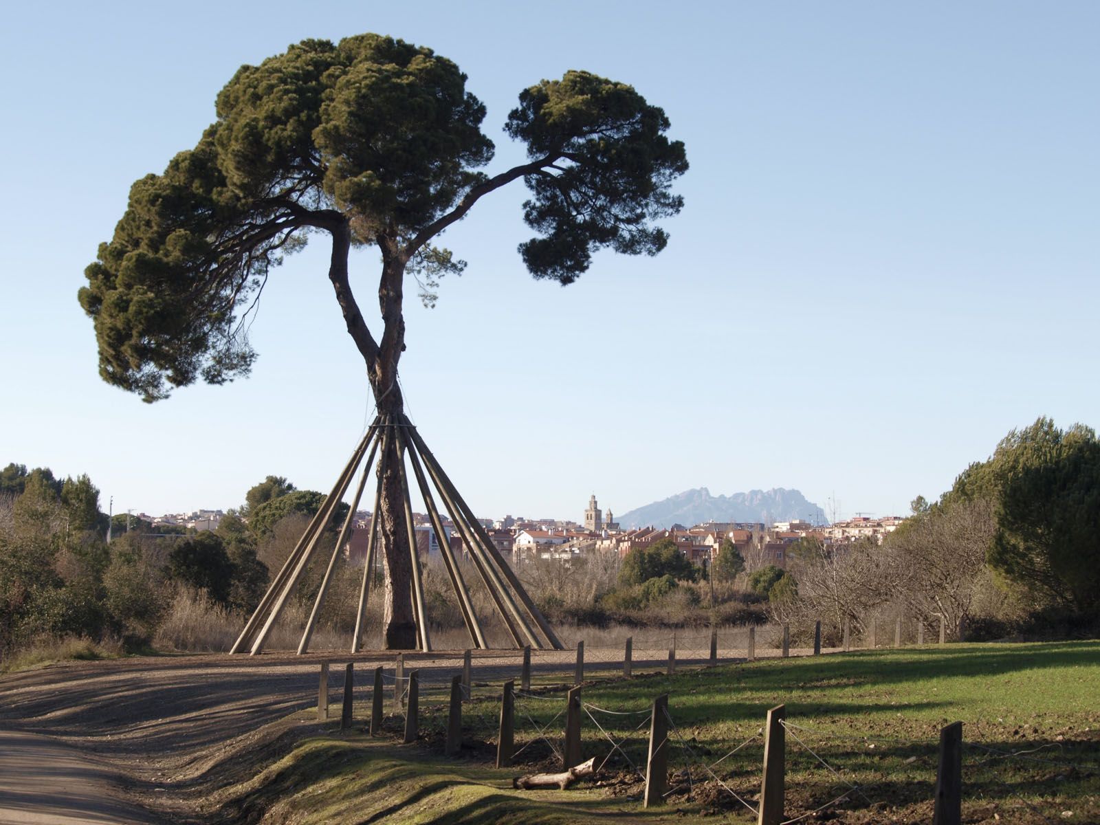 Pi d'en Xandri FOTO: Artur Ribera