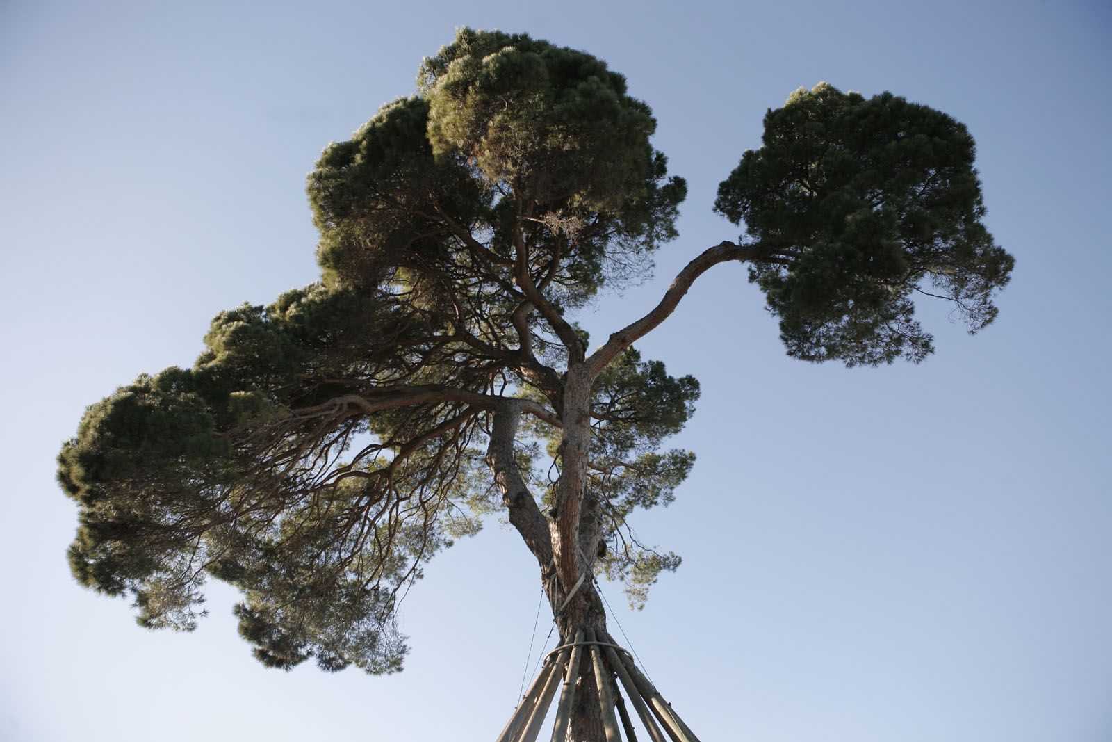 Pi d'en Xandri FOTO: Artur Ribera