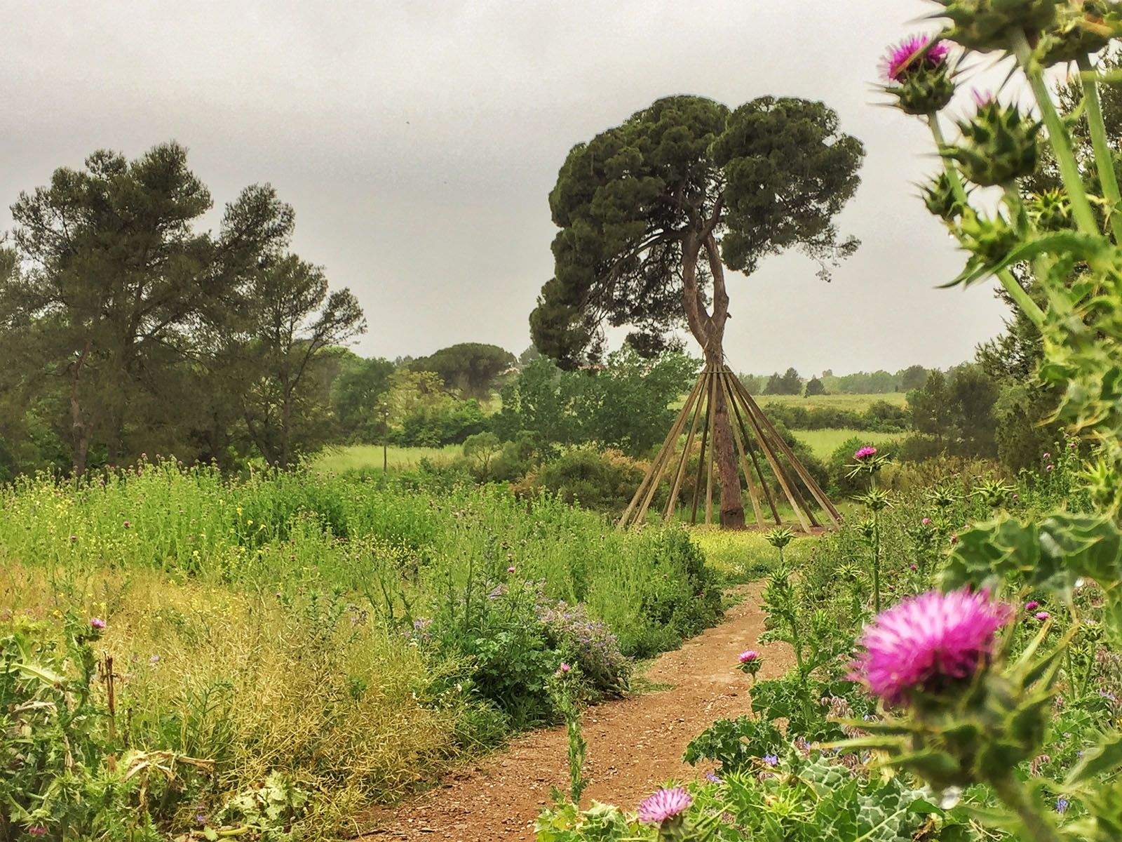 Pi d'en Xandri FOTO: Artur Ribera