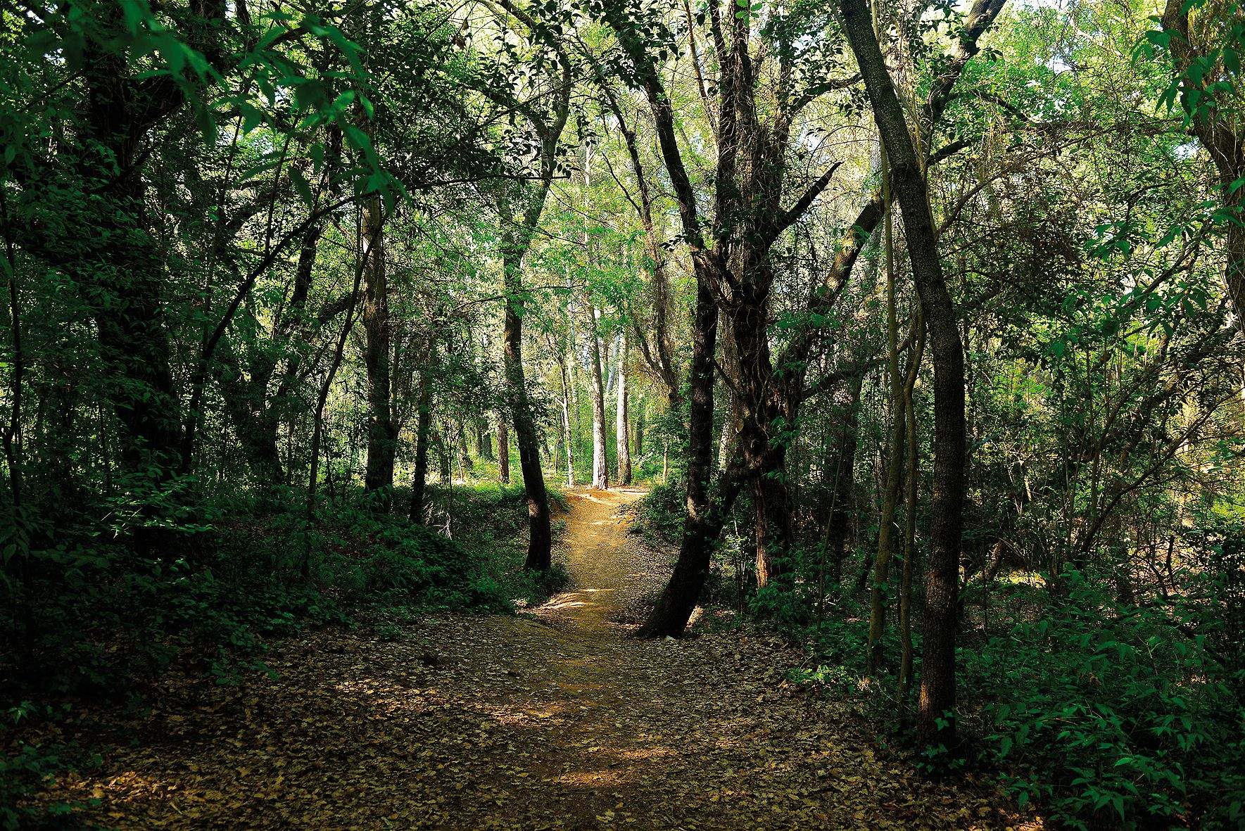 Imatge del bosc de Volpelleres  FOTO: Tino Rubio