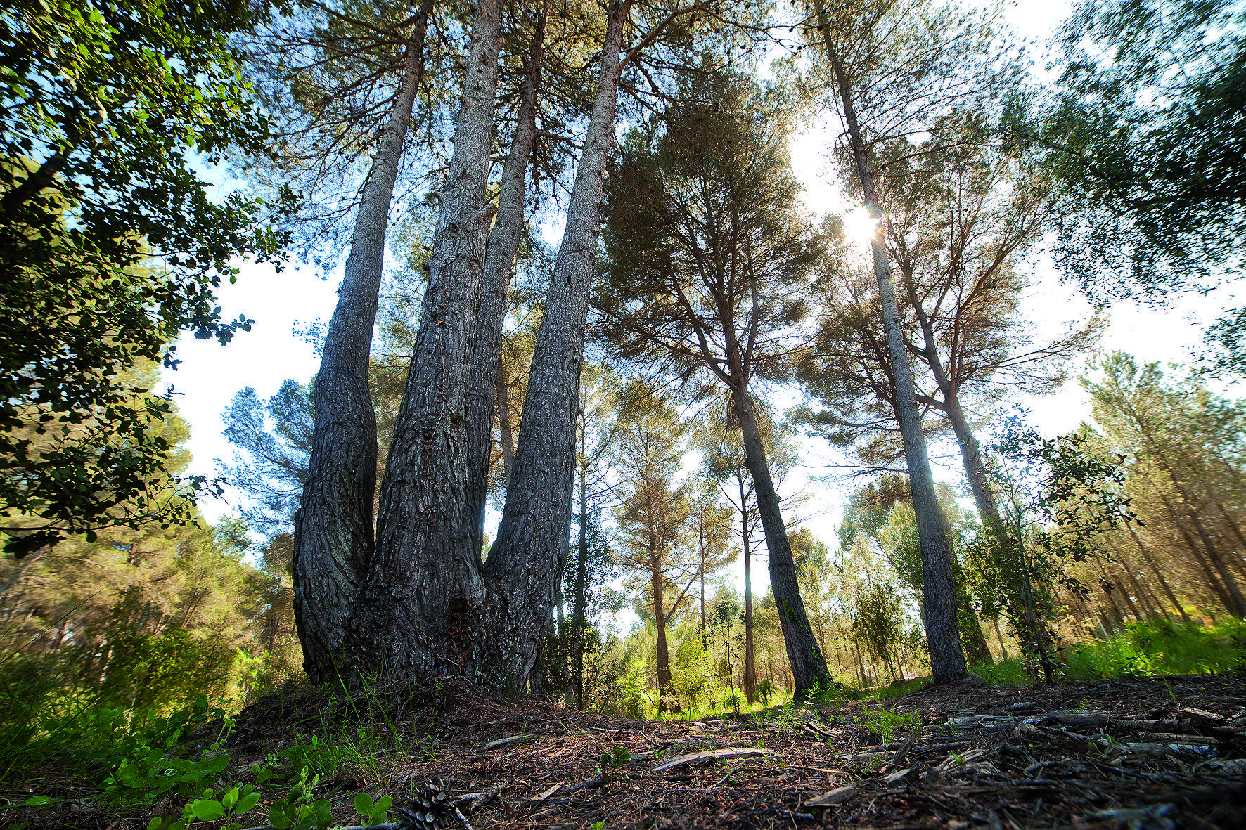 Al Bosc de Volpelleres hi ha diversos exemplars com aquest FOTO: Tino Rubio