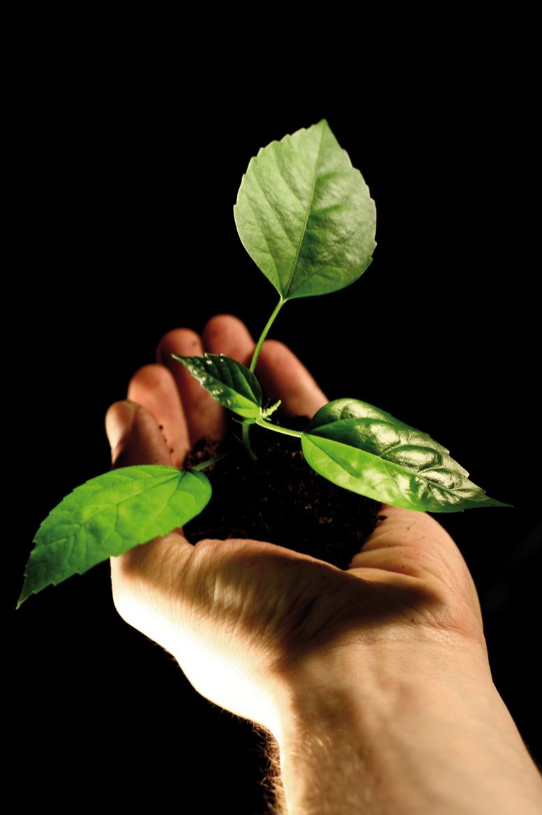 El catàleg compta ja amb més de 1.500 fitxes de plantes silvestres i cultivades