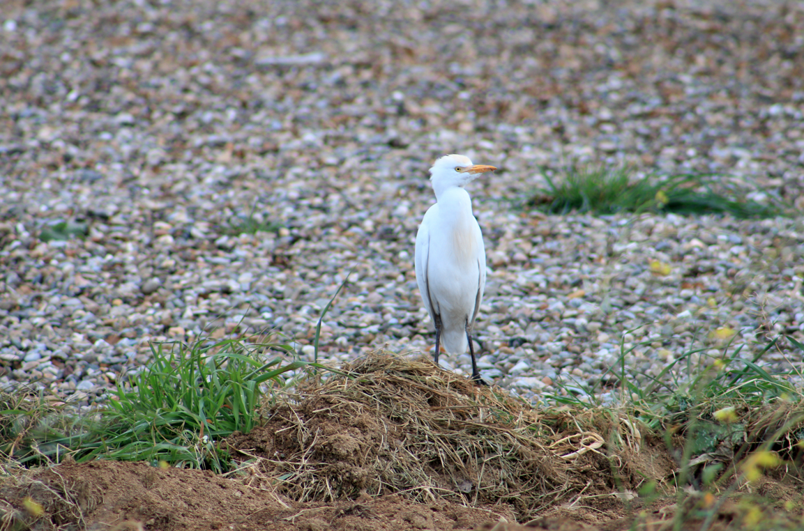 Els canvis en la biodiversitat de la ciutat poden actuar com a indicadors dels efectes que tenen les activitats humanes en el medi ambient FOTO: Lali Álvarez