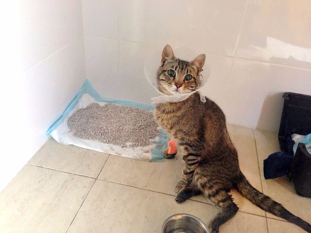 El gat que va ser agredit per una arma de perdigons FOTO: PAS