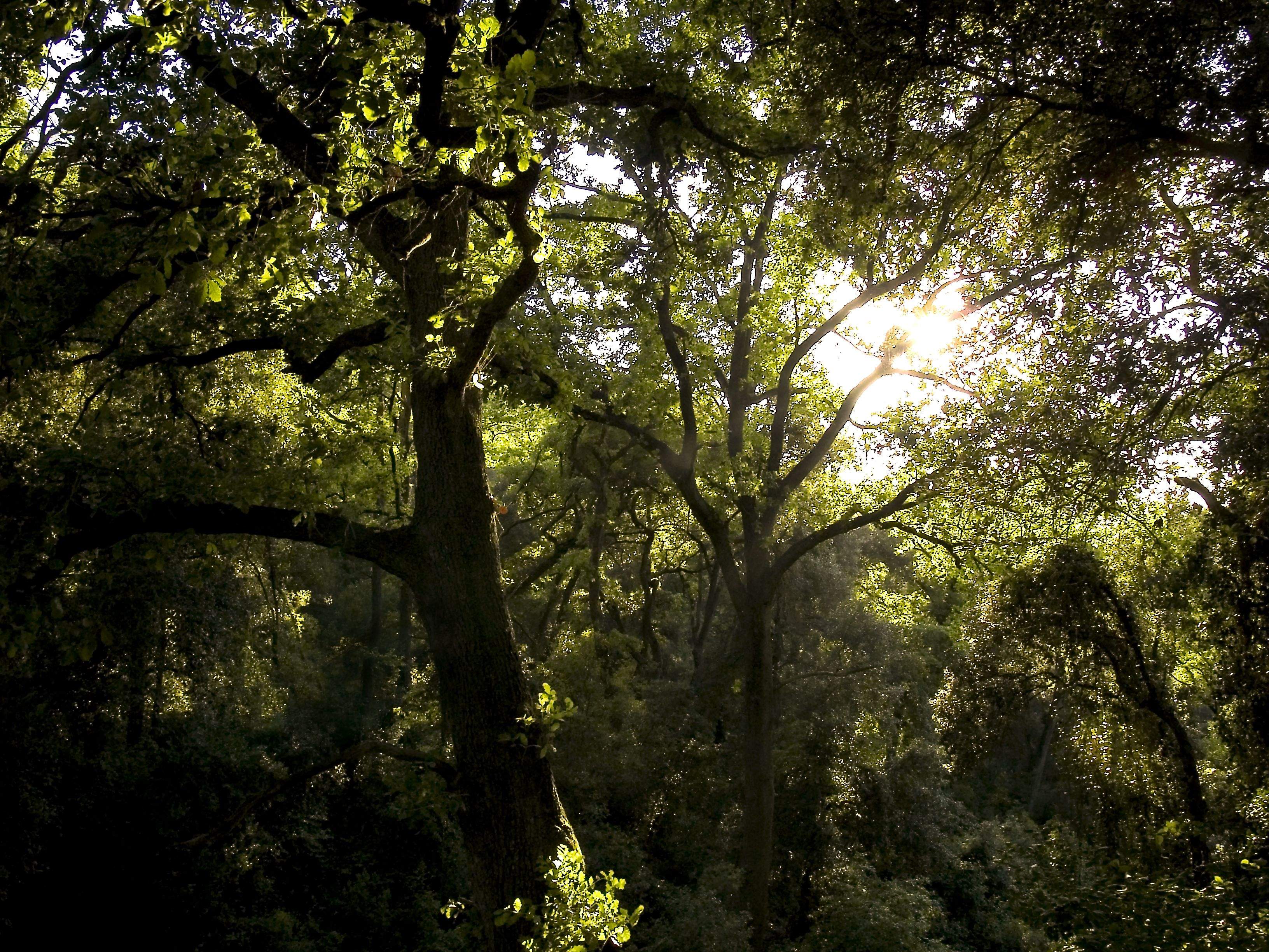 El cor de Collserola FOTO: Artur Ribera