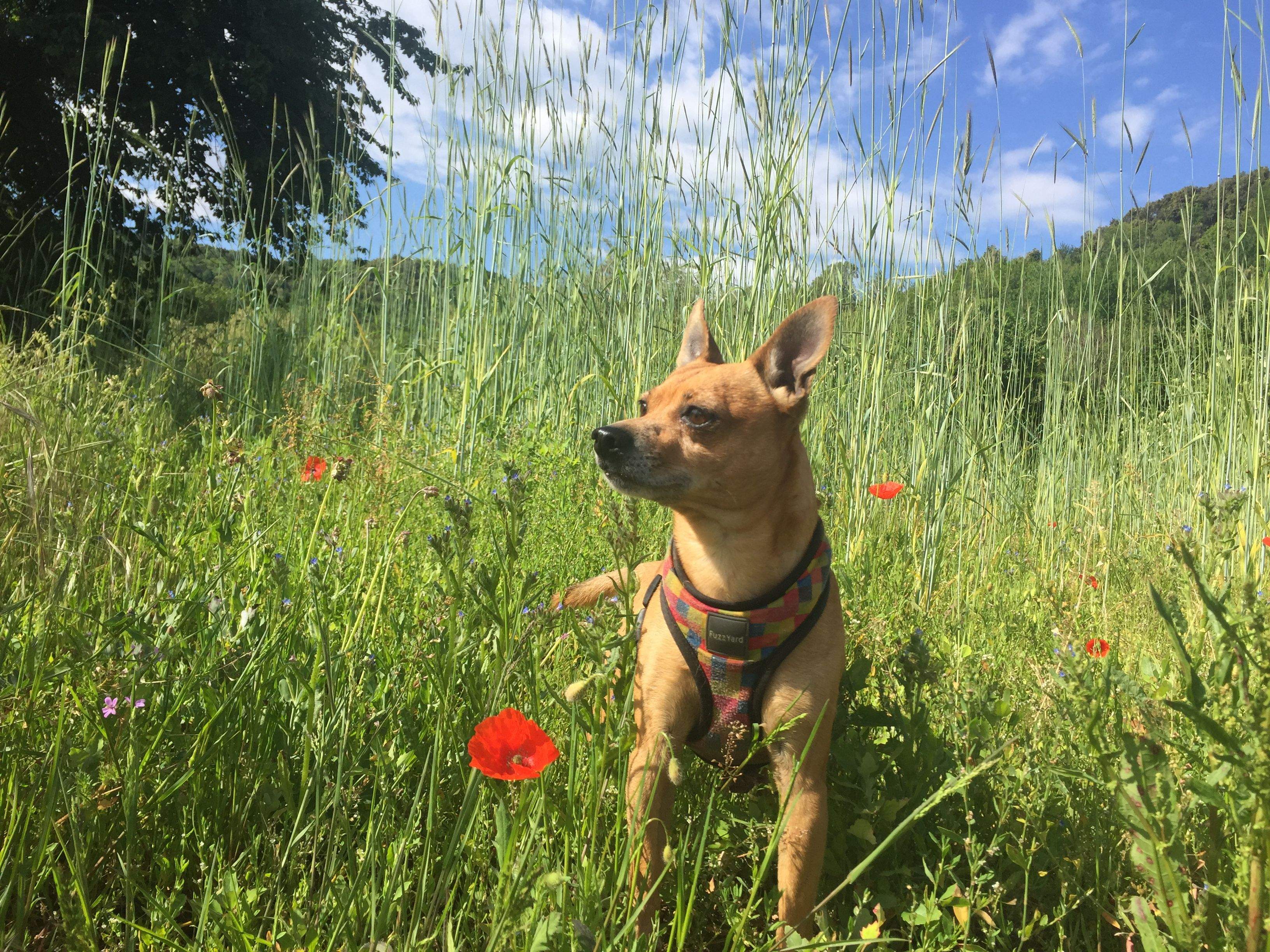L'acte pretén ajudar els animals de companyia. FOTO: À. Guinó